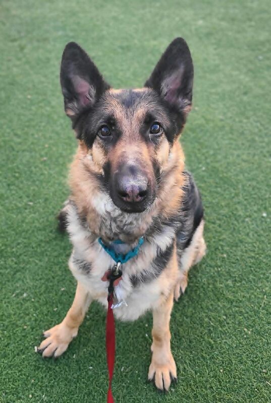 Picture of the Animal Listed